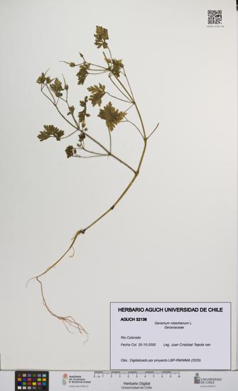 Geranium robertianum [Espécimen: UCH:AGUCH:0032138]