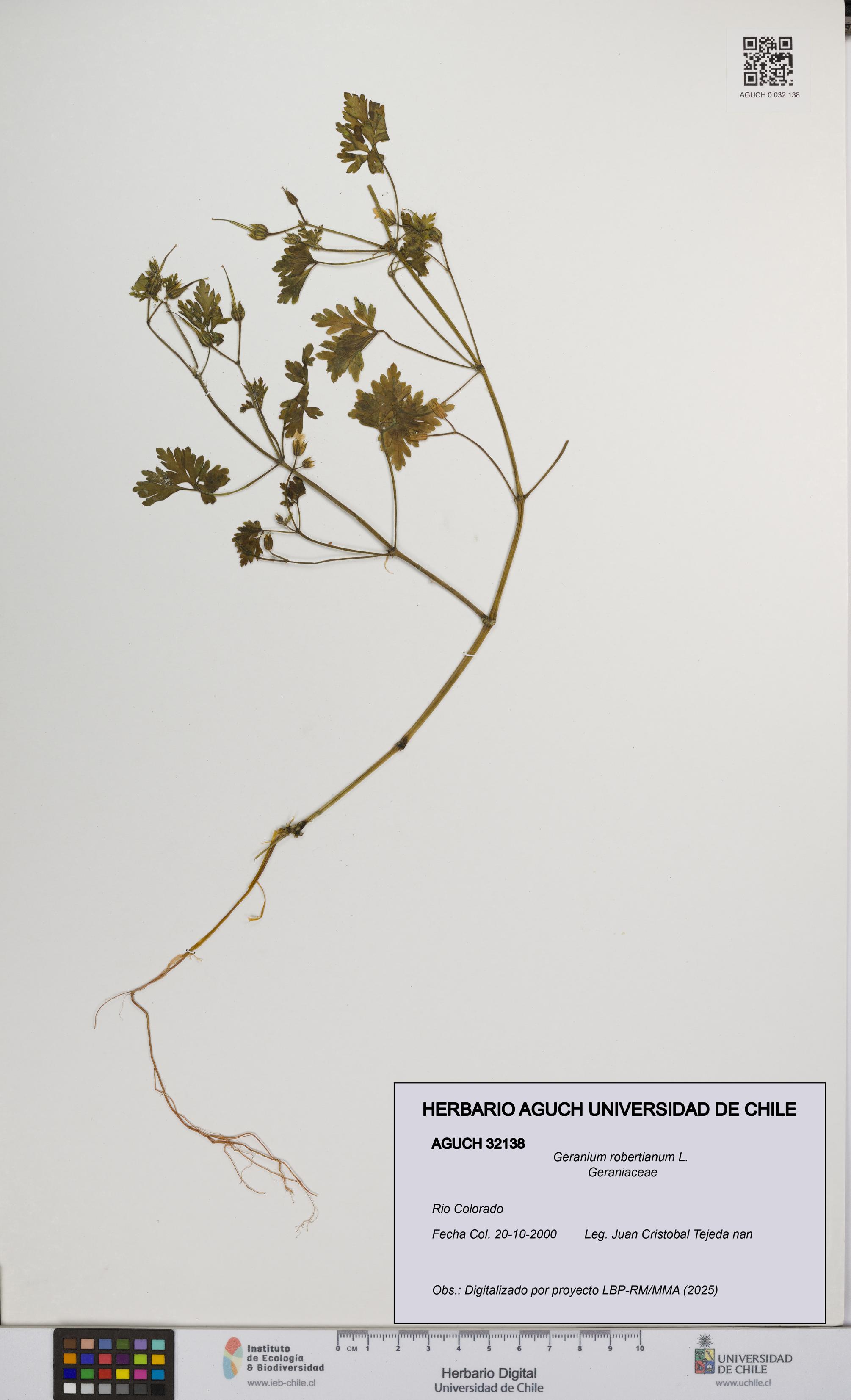 Geranium robertianum [Espécimen: UCH:AGUCH:0032138]
