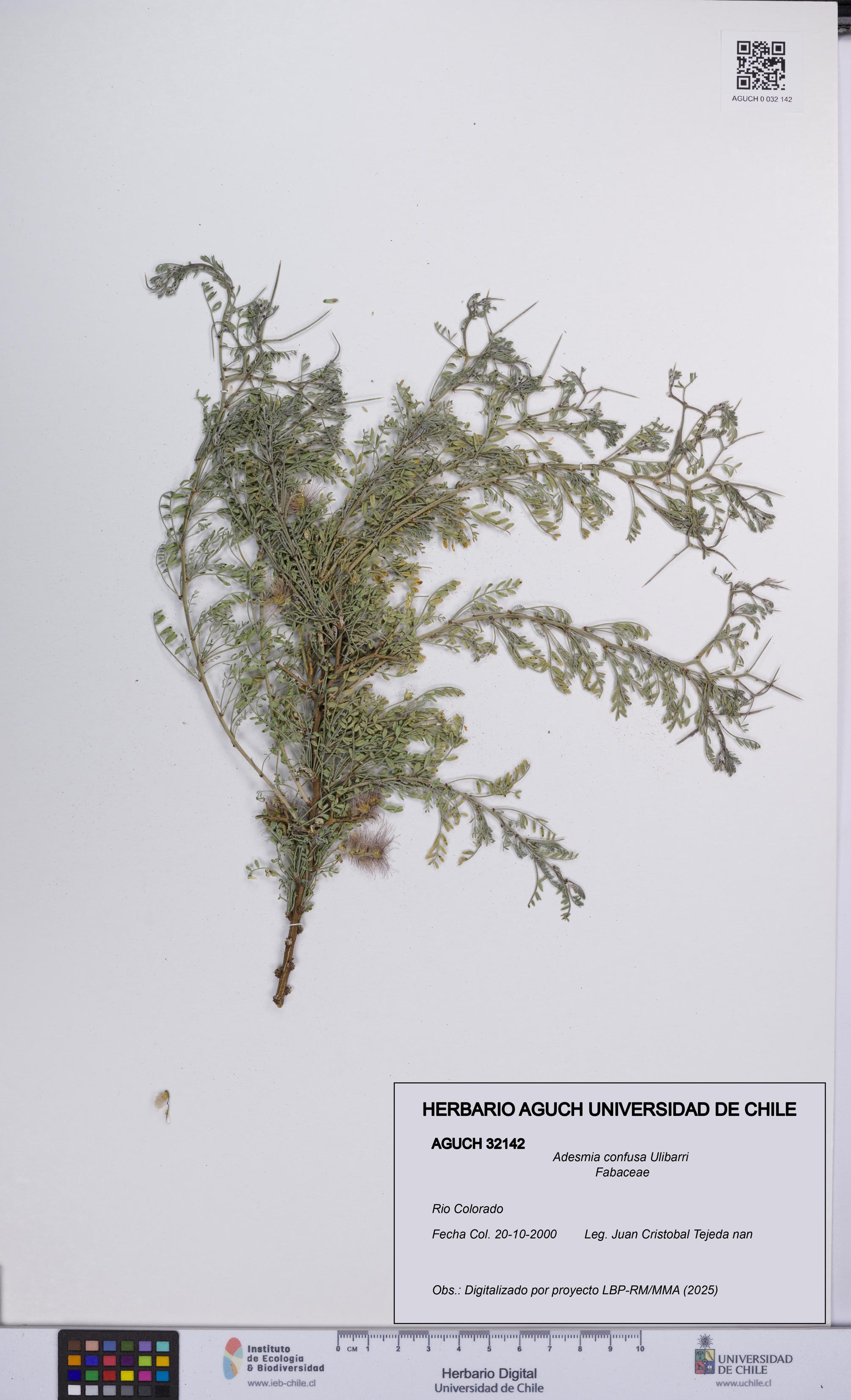 Adesmia confusa [Espécimen: UCH:AGUCH:0032142]