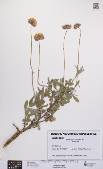 Haplopappus uncinatus [Espécimen: UCH:AGUCH:0032146]