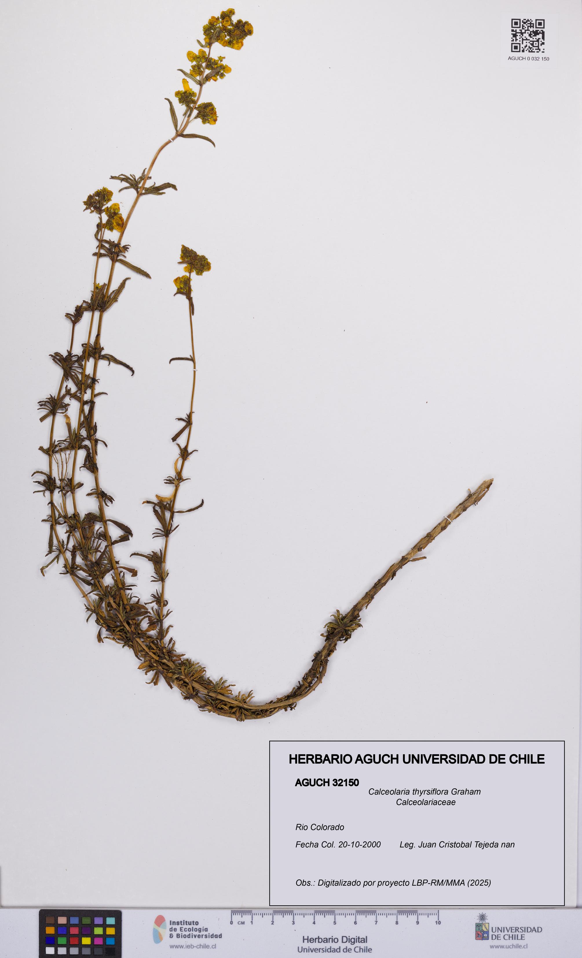 Calceolaria thyrsiflora [Espécimen: UCH:AGUCH:0032150]