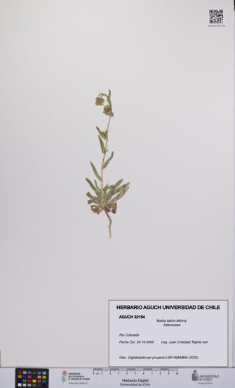 Madia sativa [Espécimen: UCH:AGUCH:0032154]