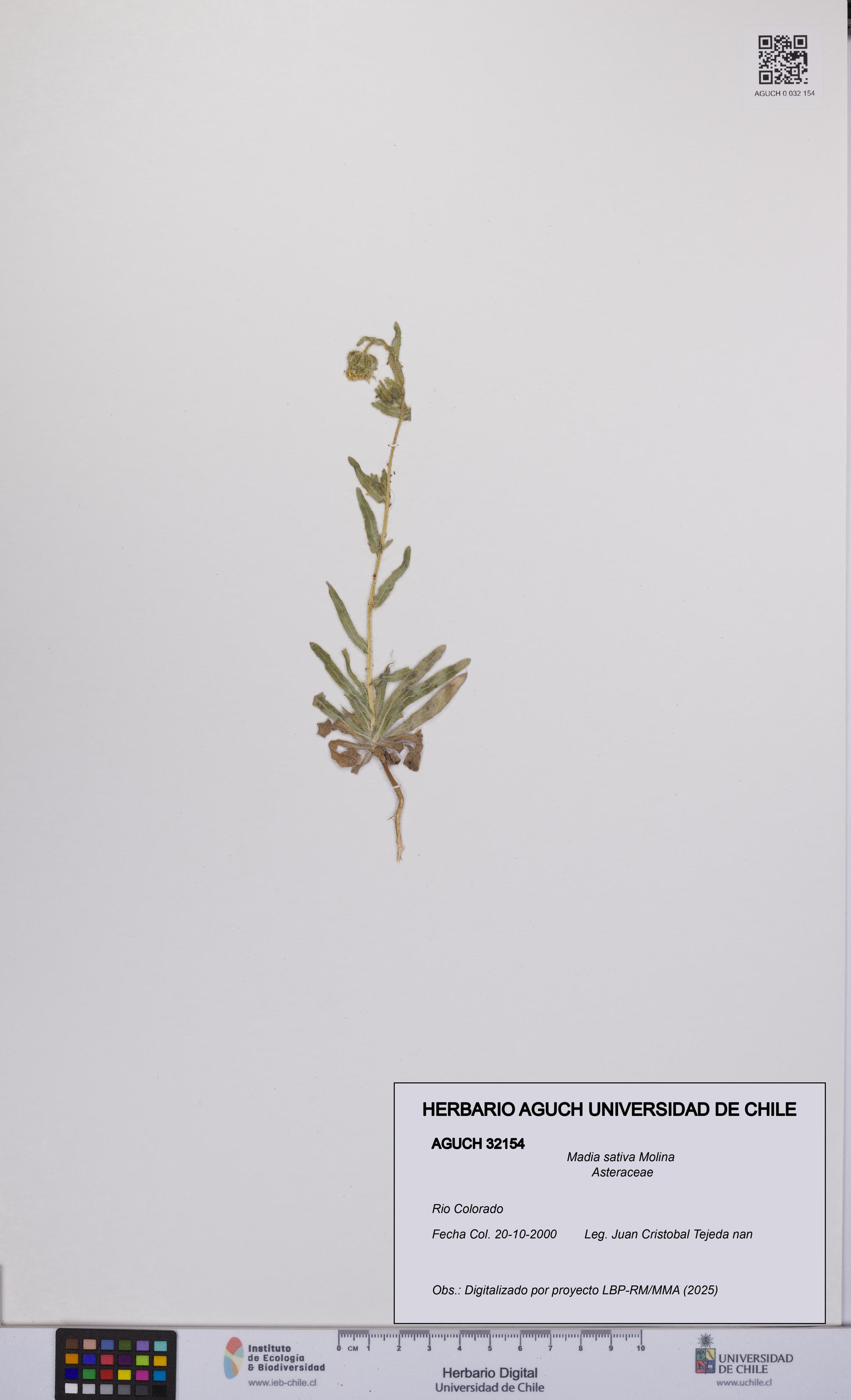 Madia sativa [Espécimen: UCH:AGUCH:0032154]