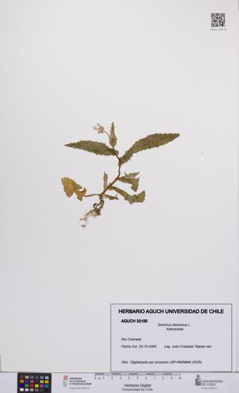 Sonchus oleraceus [Espécimen: UCH:AGUCH:0032155]