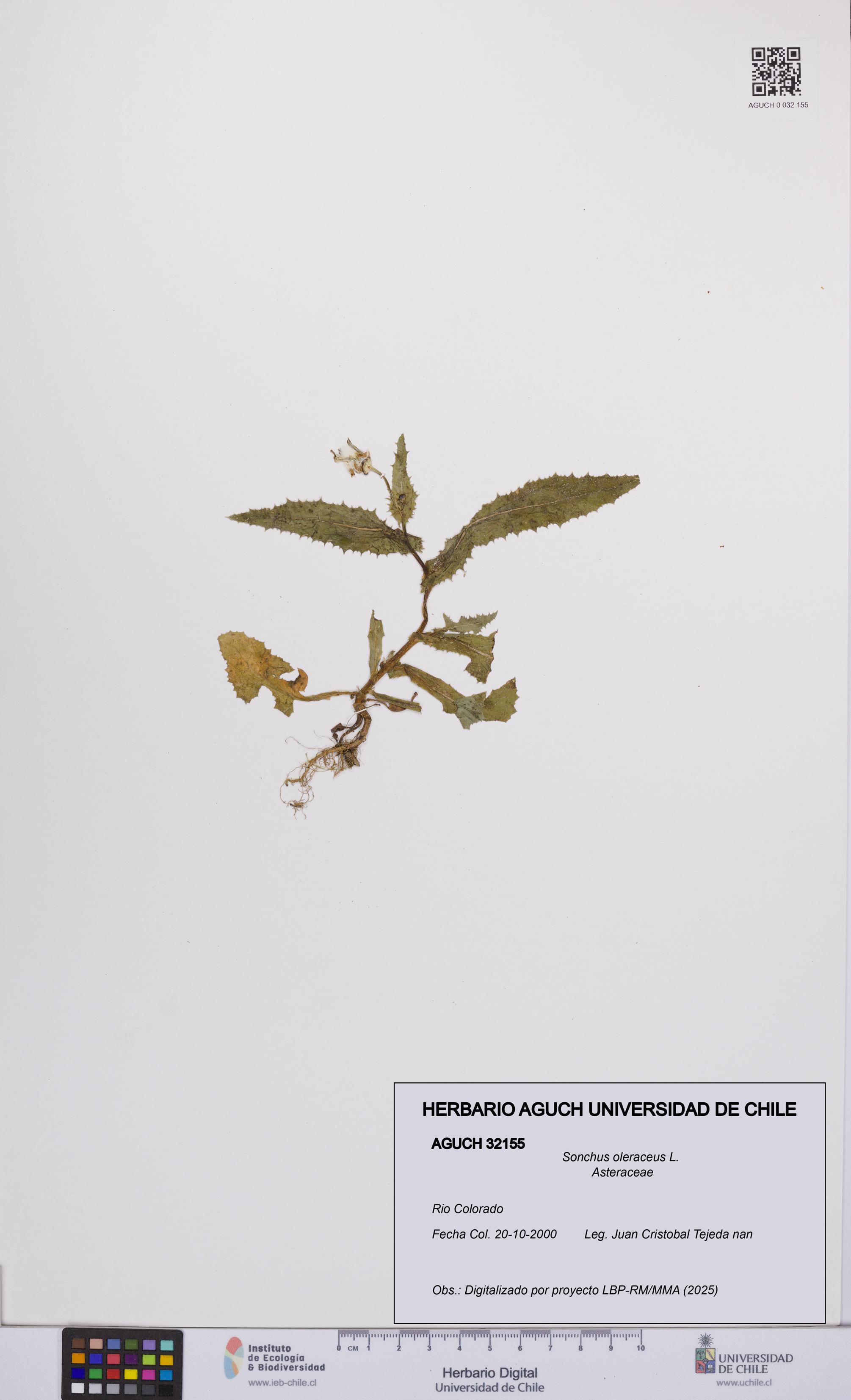 Sonchus oleraceus [Espécimen: UCH:AGUCH:0032155]