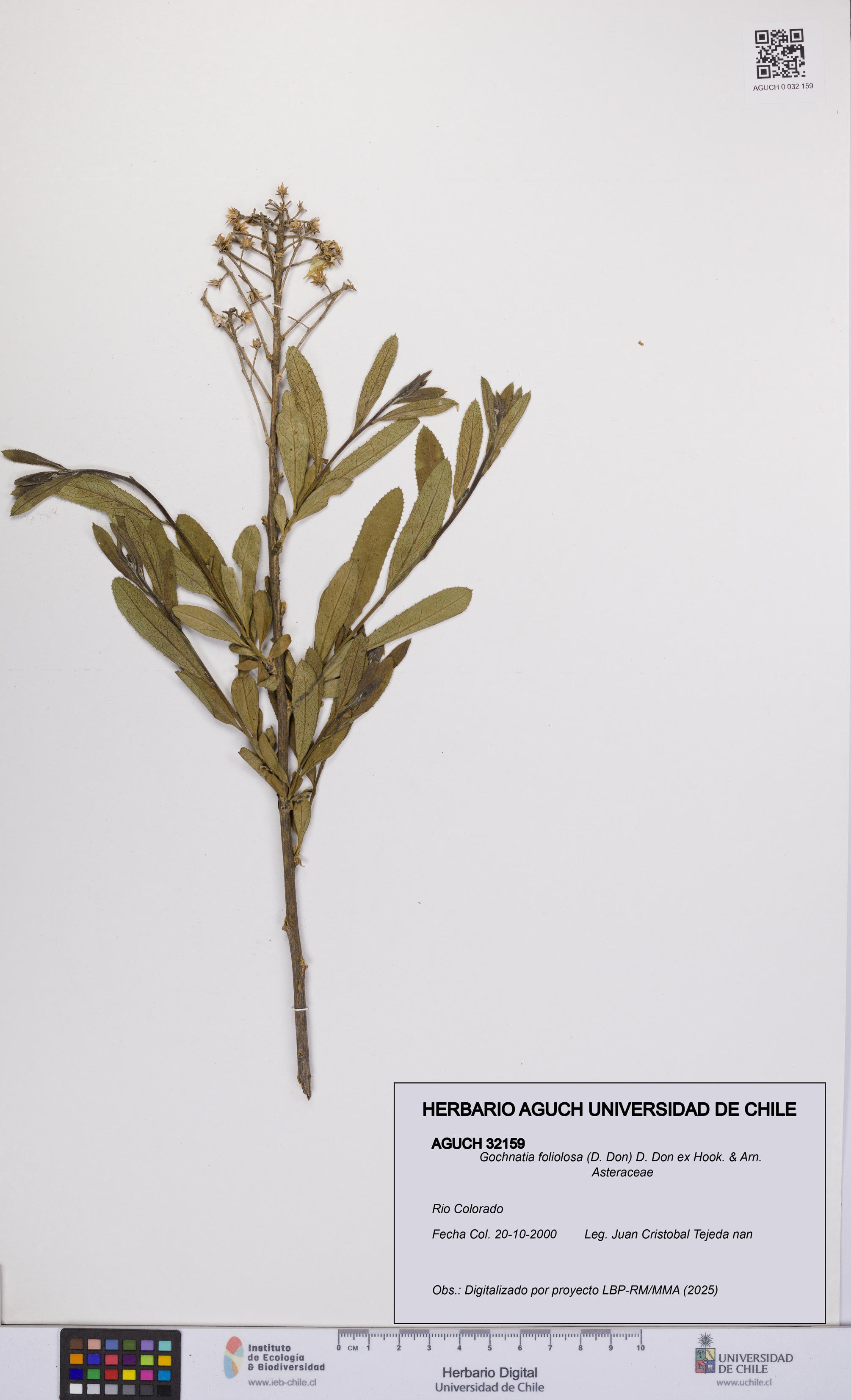 Gochnatia foliolosa [Espécimen: UCH:AGUCH:0032159]