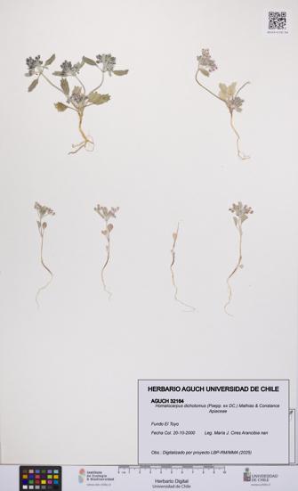 Homalocarpus dichotomus [Espécimen: UCH:AGUCH:0032164]