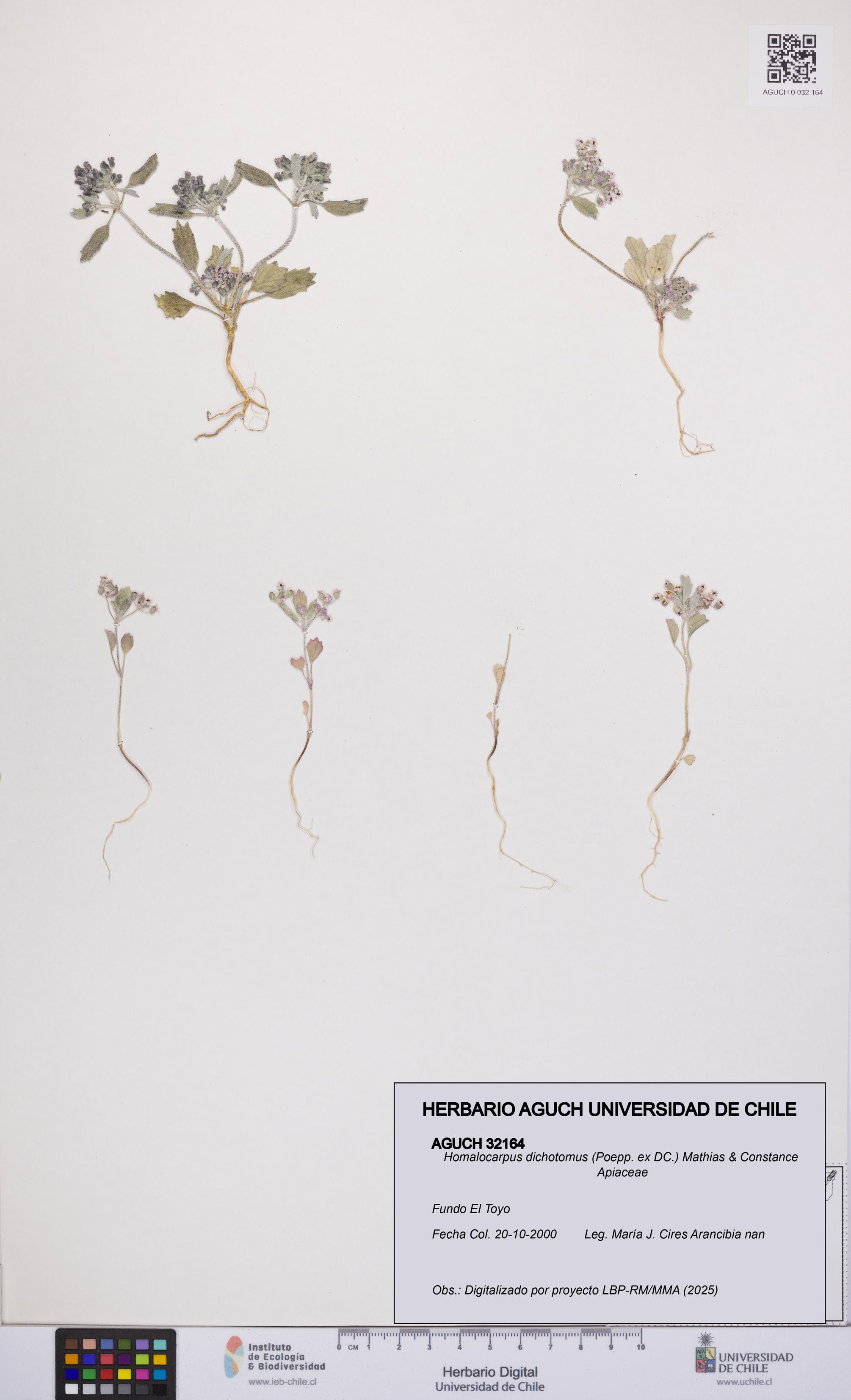 Homalocarpus dichotomus [Espécimen: UCH:AGUCH:0032164]