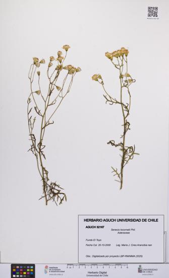 Senecio tocornalii [Espécimen: UCH:AGUCH:0032167]