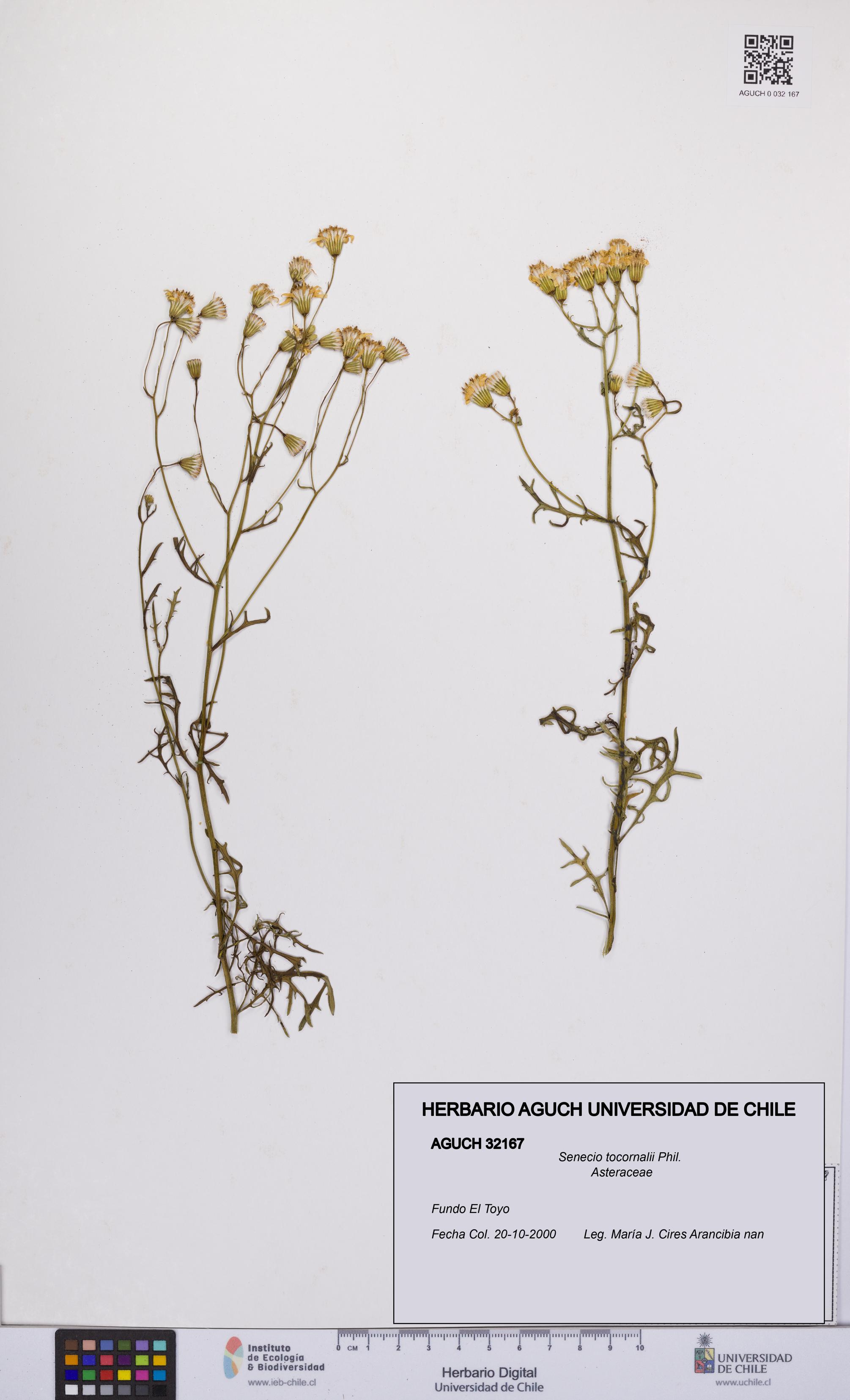 Senecio tocornalii [Espécimen: UCH:AGUCH:0032167]
