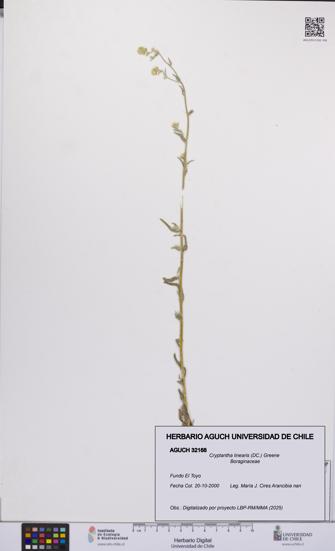 Cryptantha linearis [Espécimen: UCH:AGUCH:0032168]