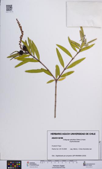 Colliguaja salicifolia [Espécimen: UCH:AGUCH:0032169]