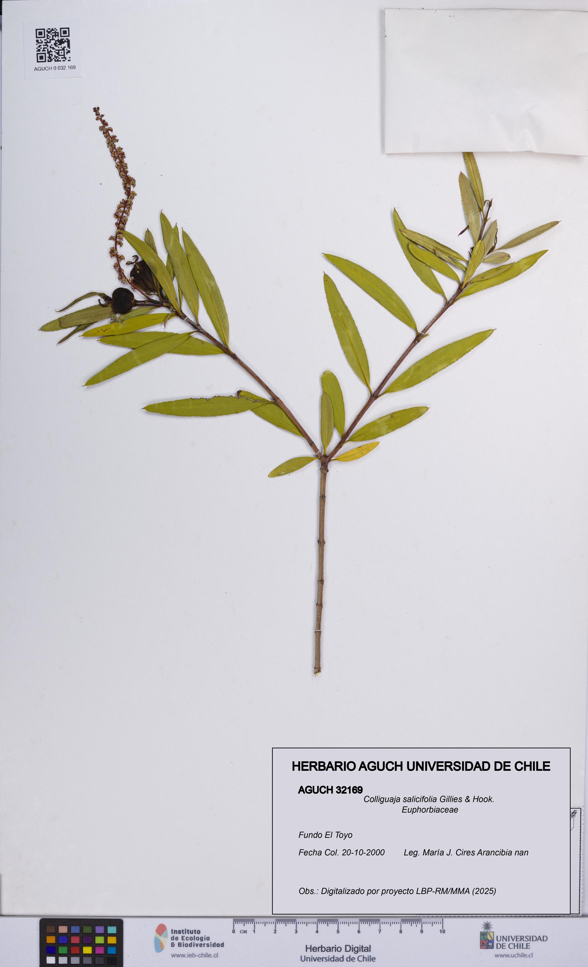 Colliguaja salicifolia [Espécimen: UCH:AGUCH:0032169]