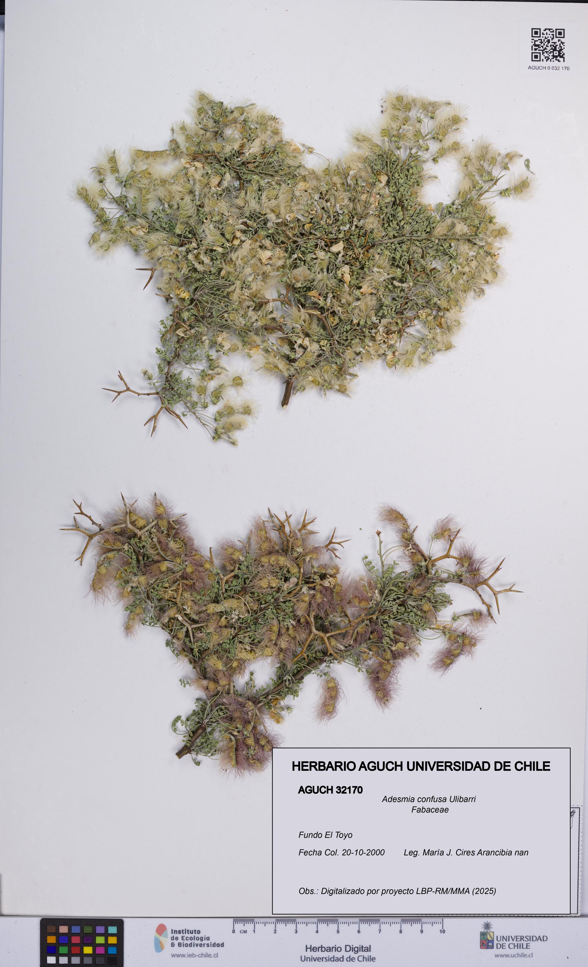 Adesmia confusa [Espécimen: UCH:AGUCH:0032170]