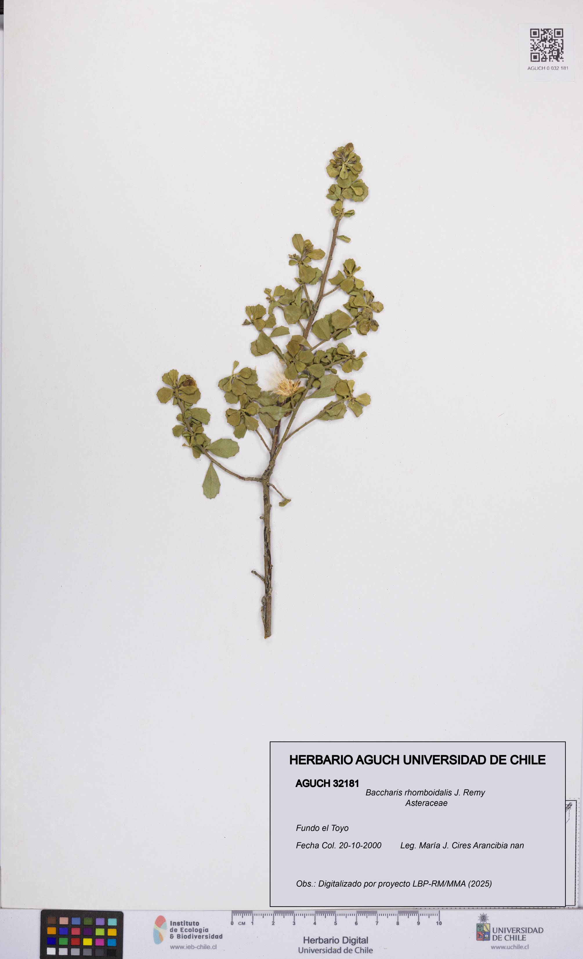 Baccharis rhomboidalis [Espécimen: UCH:AGUCH:0032181]