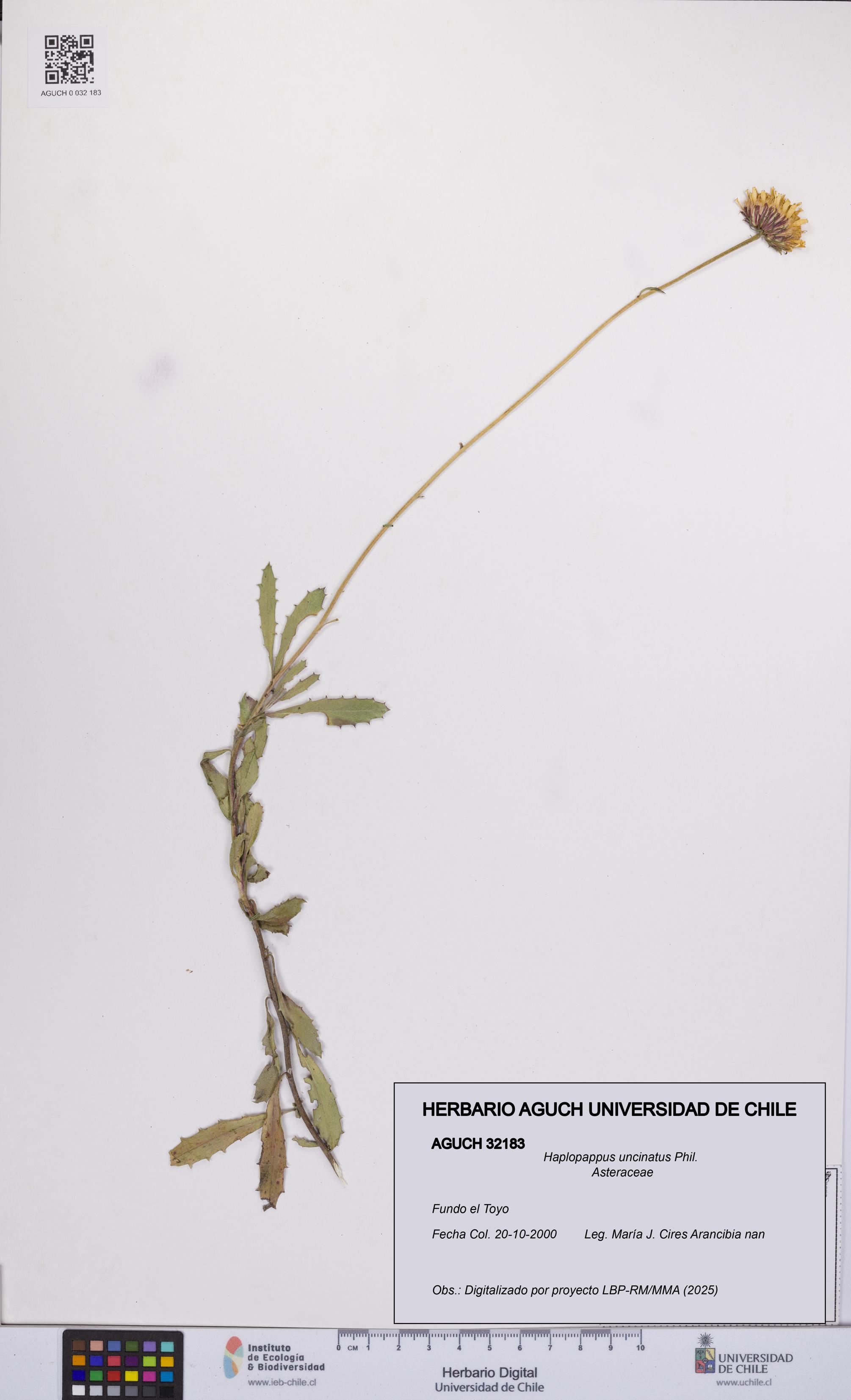 Haplopappus uncinatus [Espécimen: UCH:AGUCH:0032183]