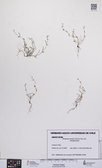 Pectocarya linearis [Espécimen: UCH:AGUCH:0032184]
