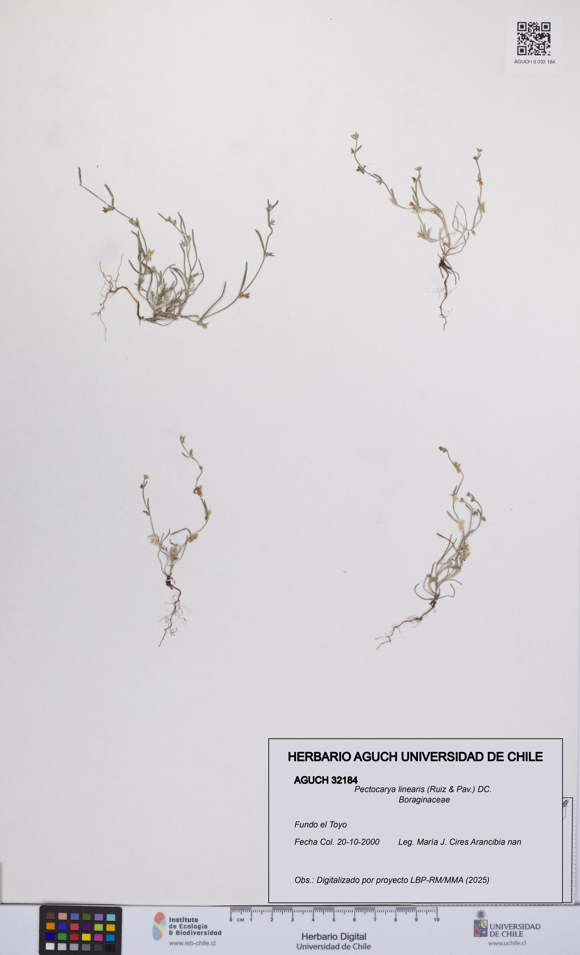 Pectocarya linearis [Espécimen: UCH:AGUCH:0032184]