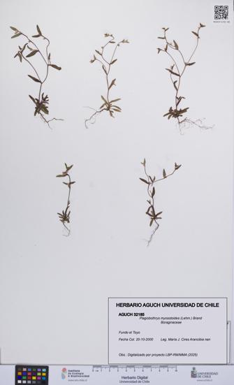 Plagiobothrys myosotoides [Espécimen: UCH:AGUCH:0032185]