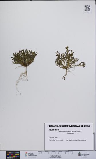 Calandrinia monandra [Espécimen: UCH:AGUCH:0032193]