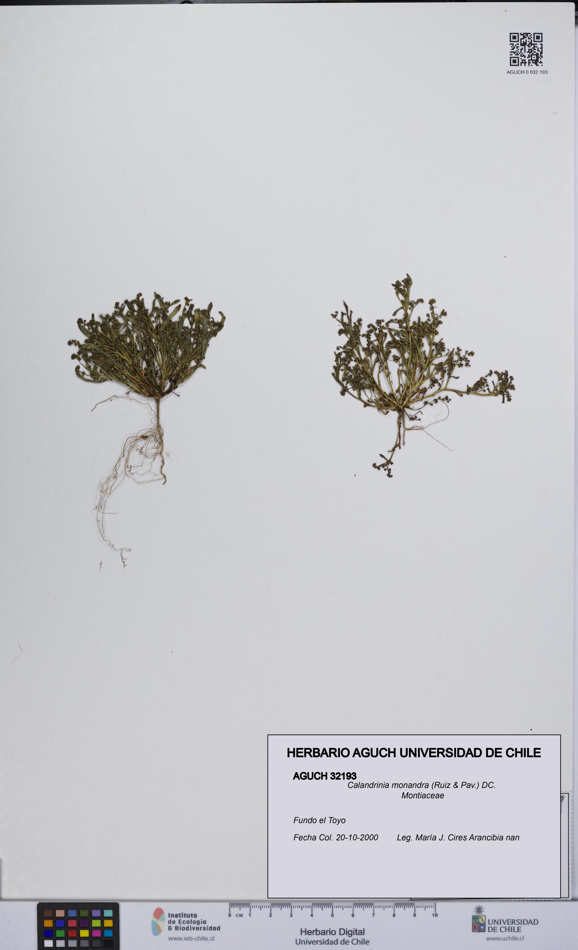 Calandrinia monandra [Espécimen: UCH:AGUCH:0032193]