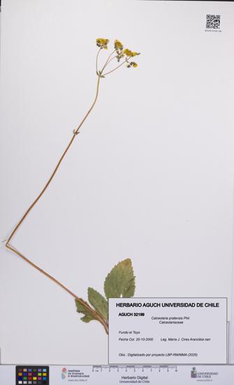 Calceolaria pratensis [Espécimen: UCH:AGUCH:0032199]