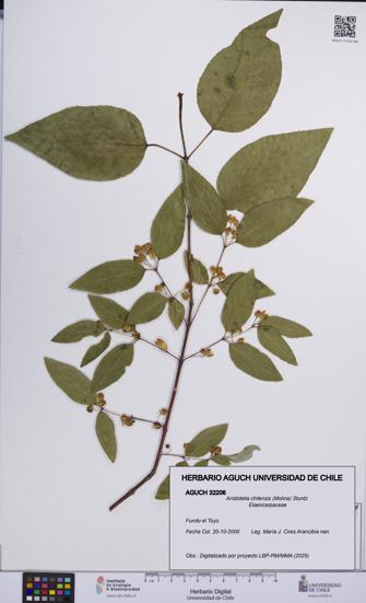 Aristotelia chilensis [Espécimen: UCH:AGUCH:0032206]