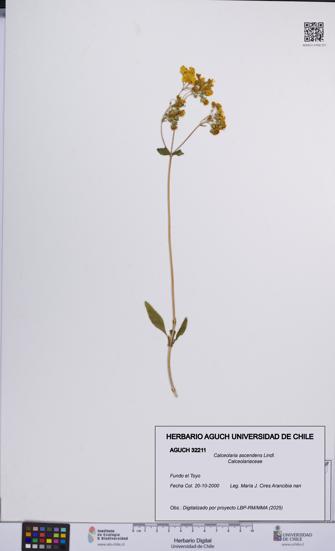 Calceolaria ascendens [Espécimen: UCH:AGUCH:0032211]
