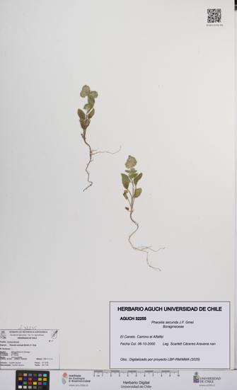 Phacelia secunda [Espécimen: UCH:AGUCH:0032255]