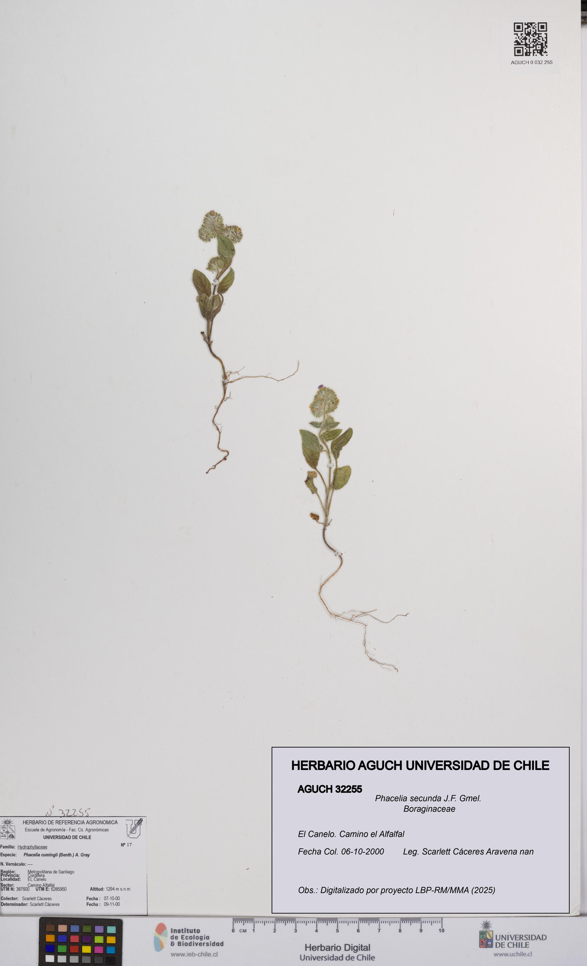 Phacelia secunda [Espécimen: UCH:AGUCH:0032255]