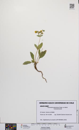 Calceolaria glandulosa [Espécimen: UCH:AGUCH:0032257]