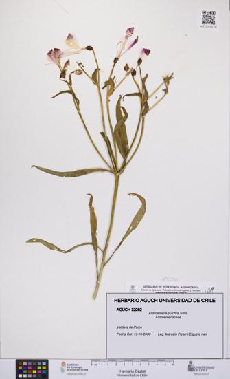 Alstroemeria pulchra [Espécimen: UCH:AGUCH:0032282]