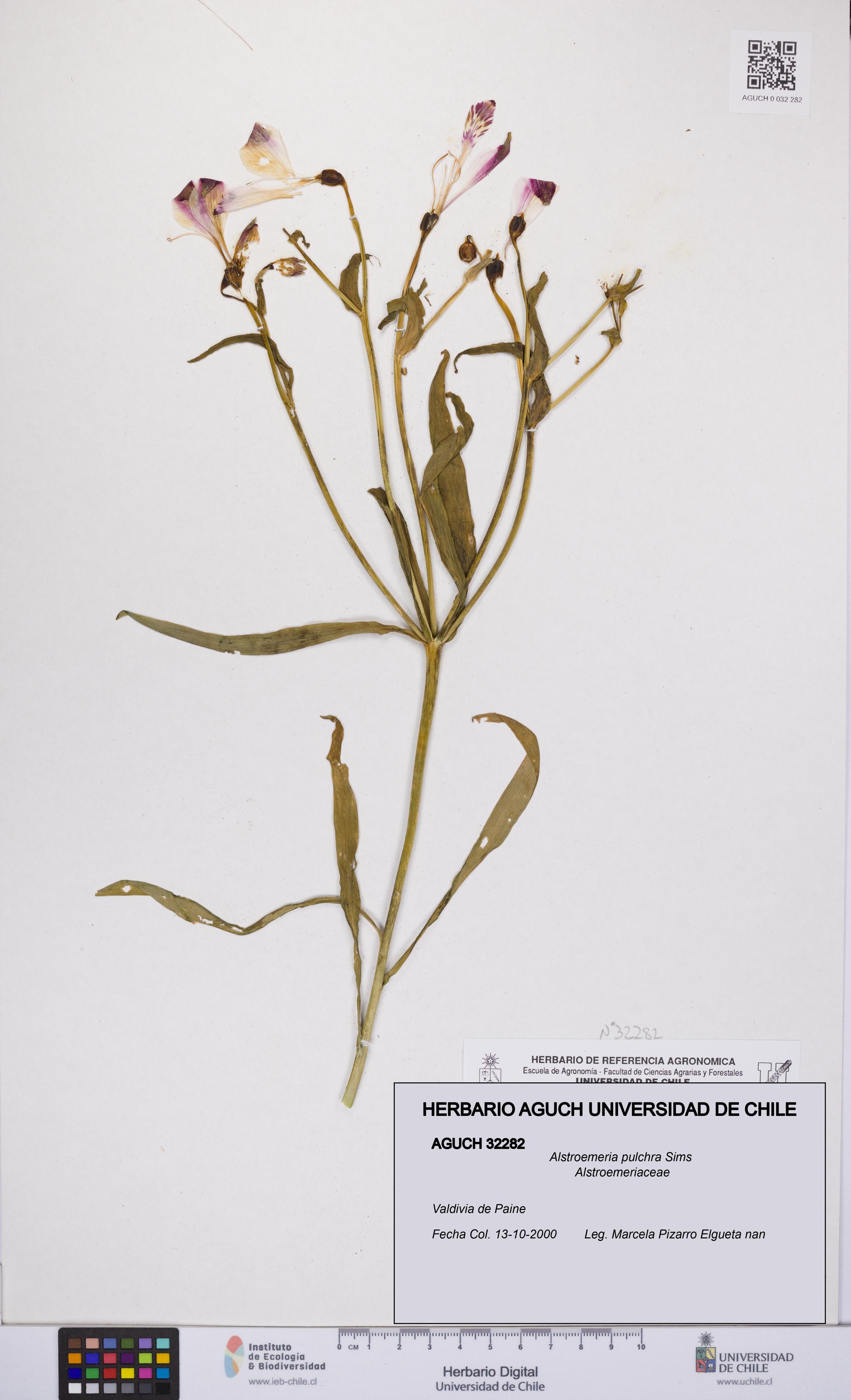 Alstroemeria pulchra [Espécimen: UCH:AGUCH:0032282]
