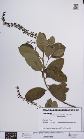 Escallonia pulverulenta [Espécimen: UCH:AGUCH:0032287]