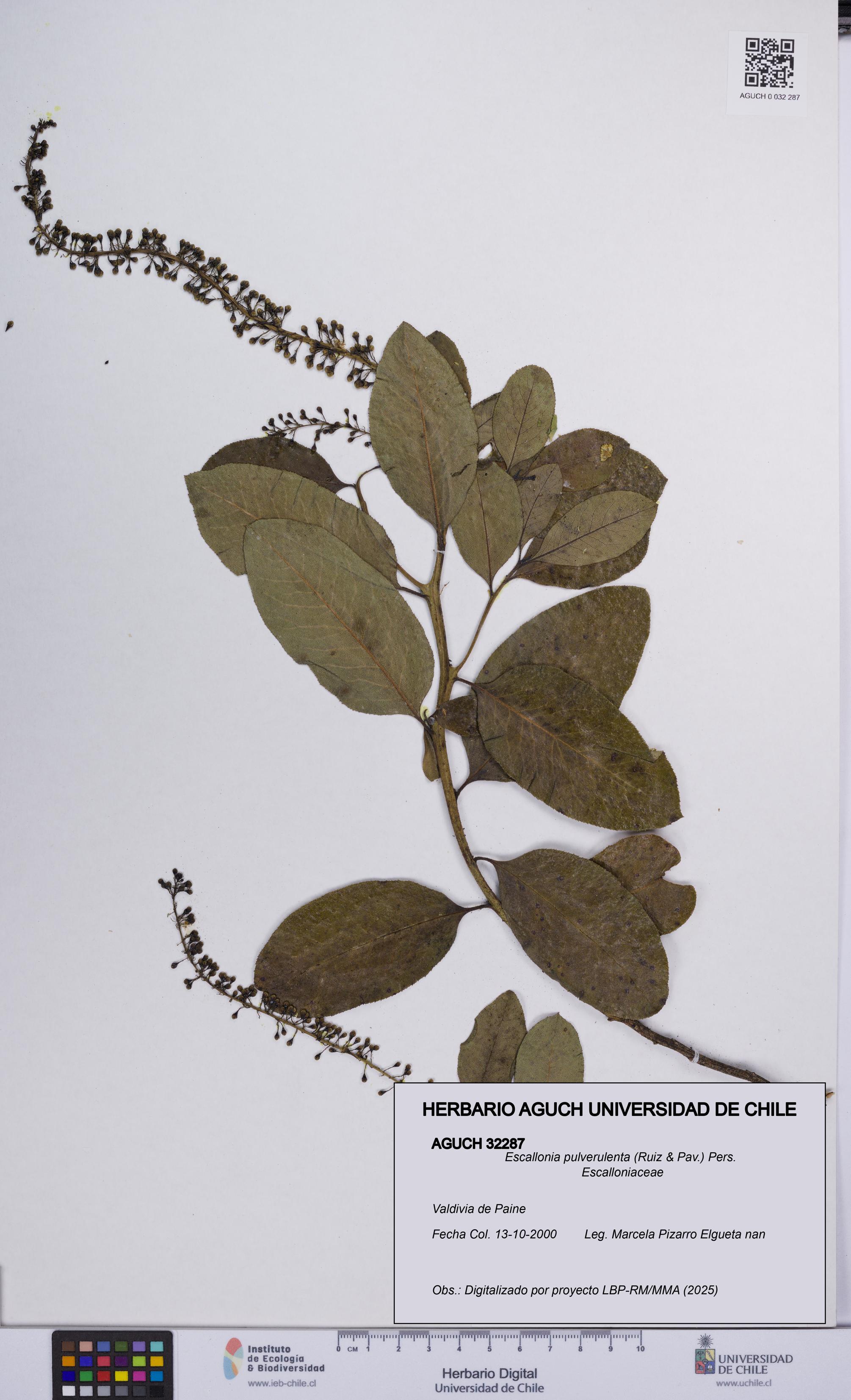 Escallonia pulverulenta [Espécimen: UCH:AGUCH:0032287]