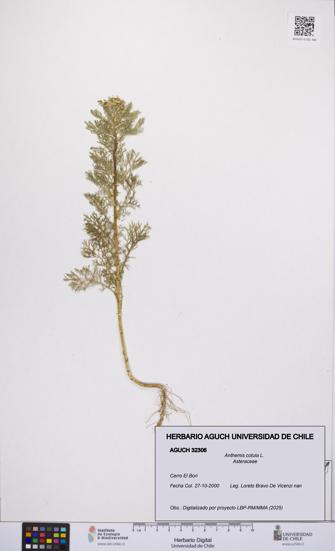 Anthemis cotula [Espécimen: UCH:AGUCH:0032306]