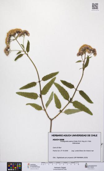 Aristeguietia salvia [Espécimen: UCH:AGUCH:0032308]