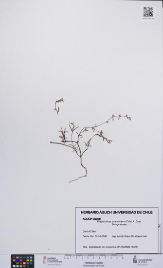 Plagiobothrys procumbens [Espécimen: UCH:AGUCH:0032309]
