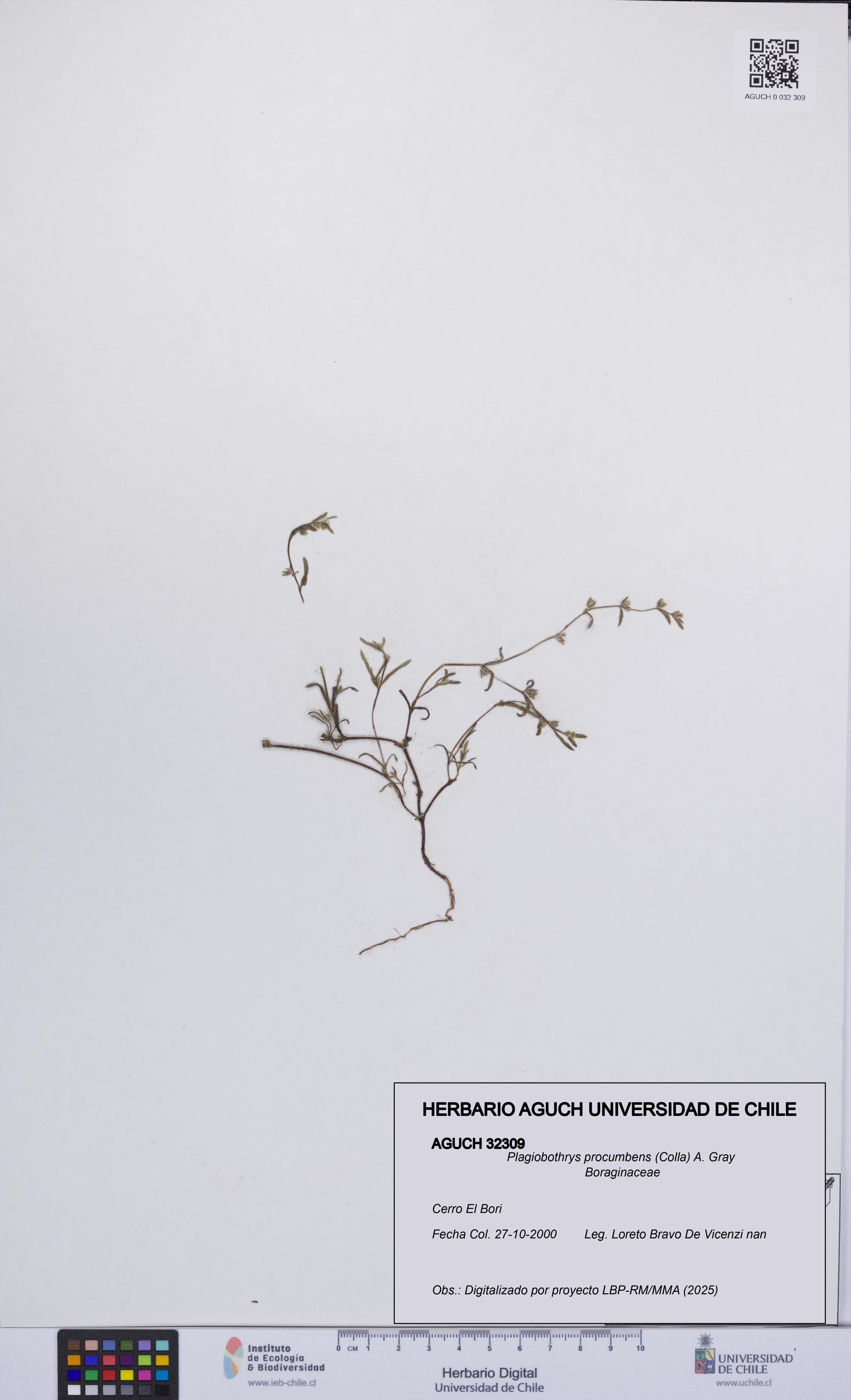 Plagiobothrys procumbens [Espécimen: UCH:AGUCH:0032309]