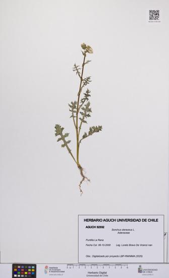 Sonchus oleraceus [Espécimen: UCH:AGUCH:0032332]
