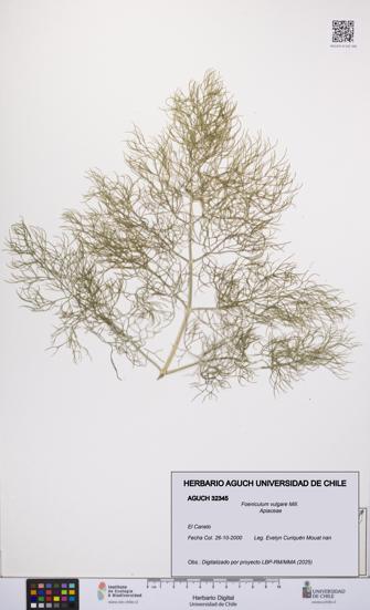 Foeniculum vulgare [Espécimen: UCH:AGUCH:0032345]