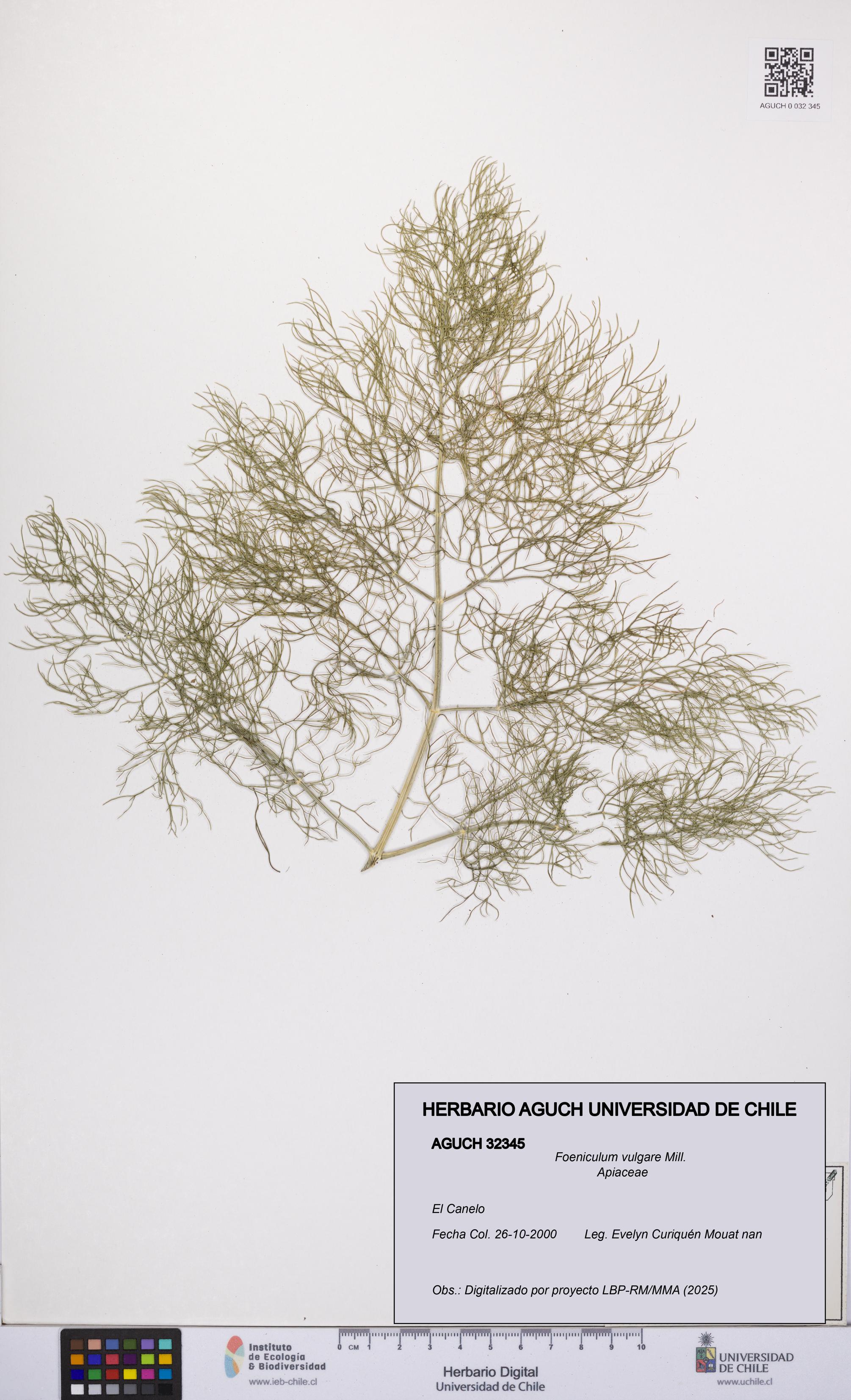 Foeniculum vulgare [Espécimen: UCH:AGUCH:0032345]