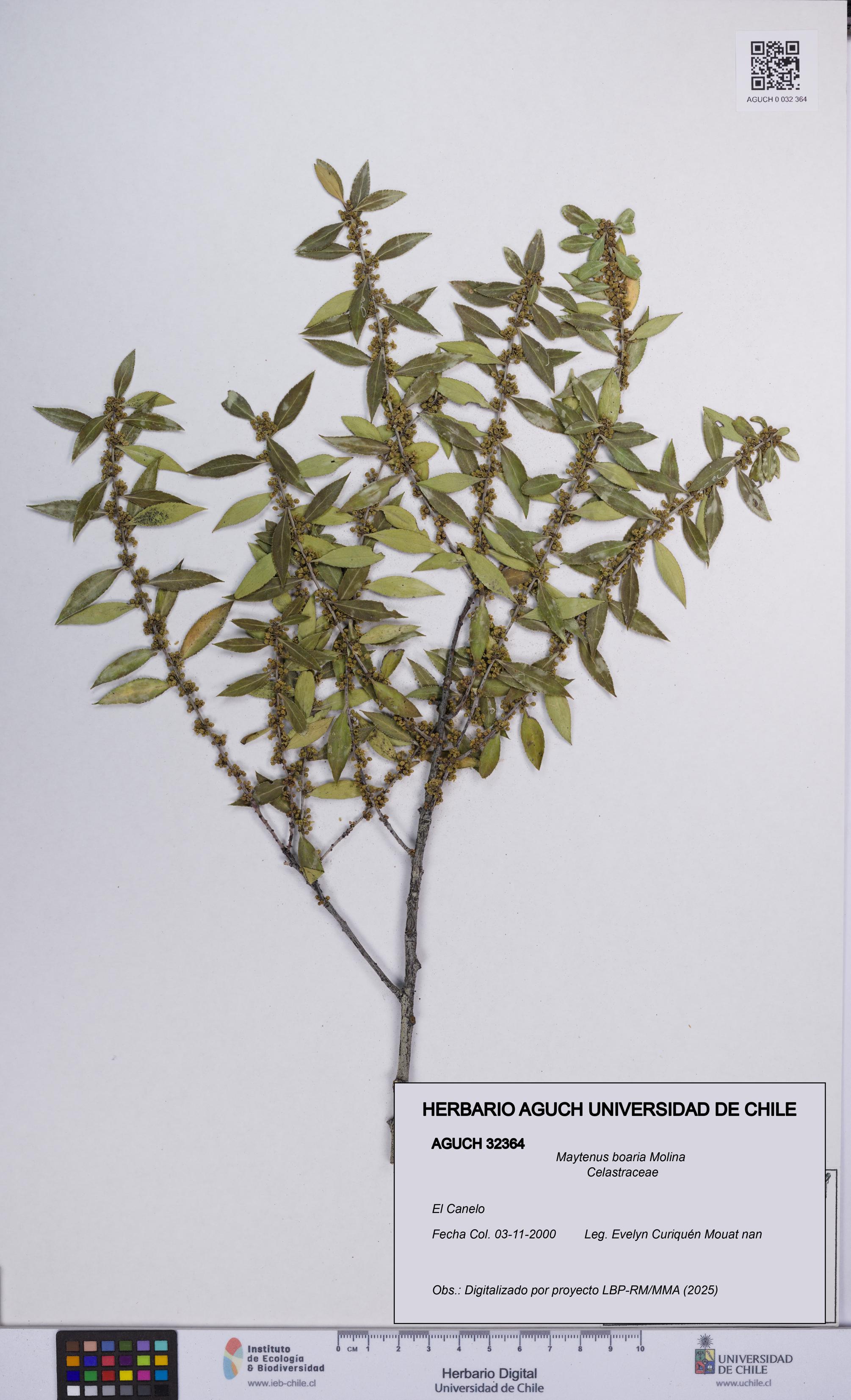 Maytenus boaria [Espécimen: UCH:AGUCH:0032364]