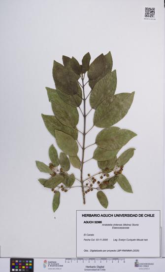 Aristotelia chilensis [Espécimen: UCH:AGUCH:0032365]