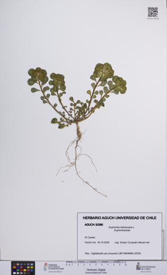 Euphorbia helioscopia [Espécimen: UCH:AGUCH:0032380]