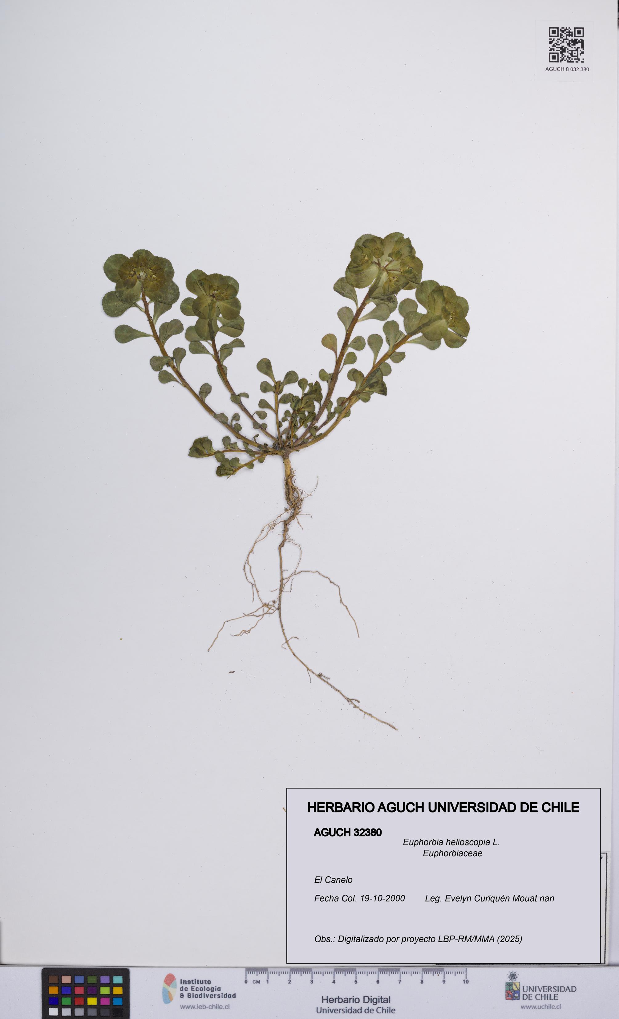 Euphorbia helioscopia [Espécimen: UCH:AGUCH:0032380]