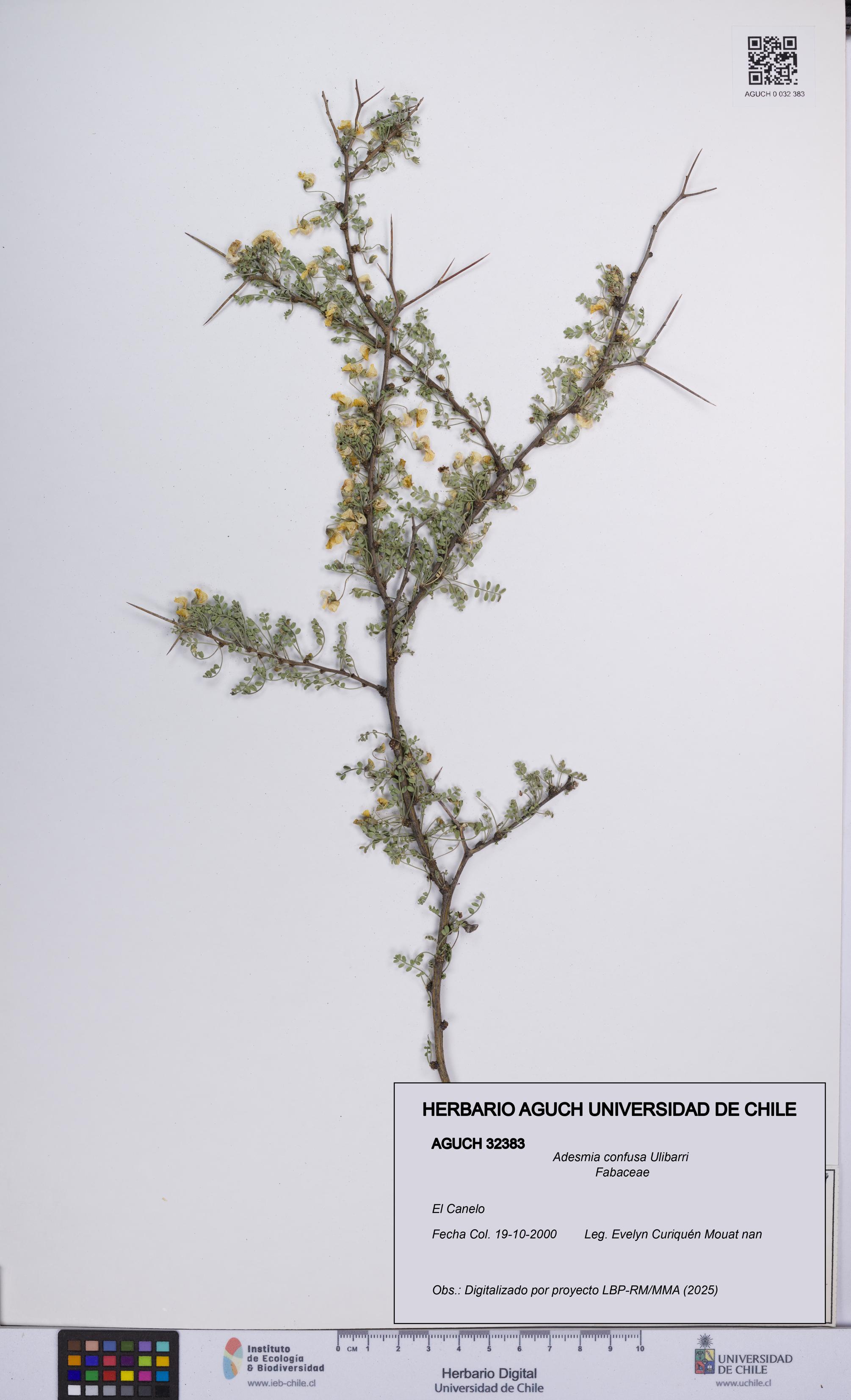 Adesmia confusa [Espécimen: UCH:AGUCH:0032383]