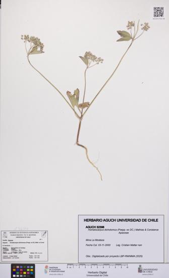 Homalocarpus dichotomus [Espécimen: UCH:AGUCH:0032398]