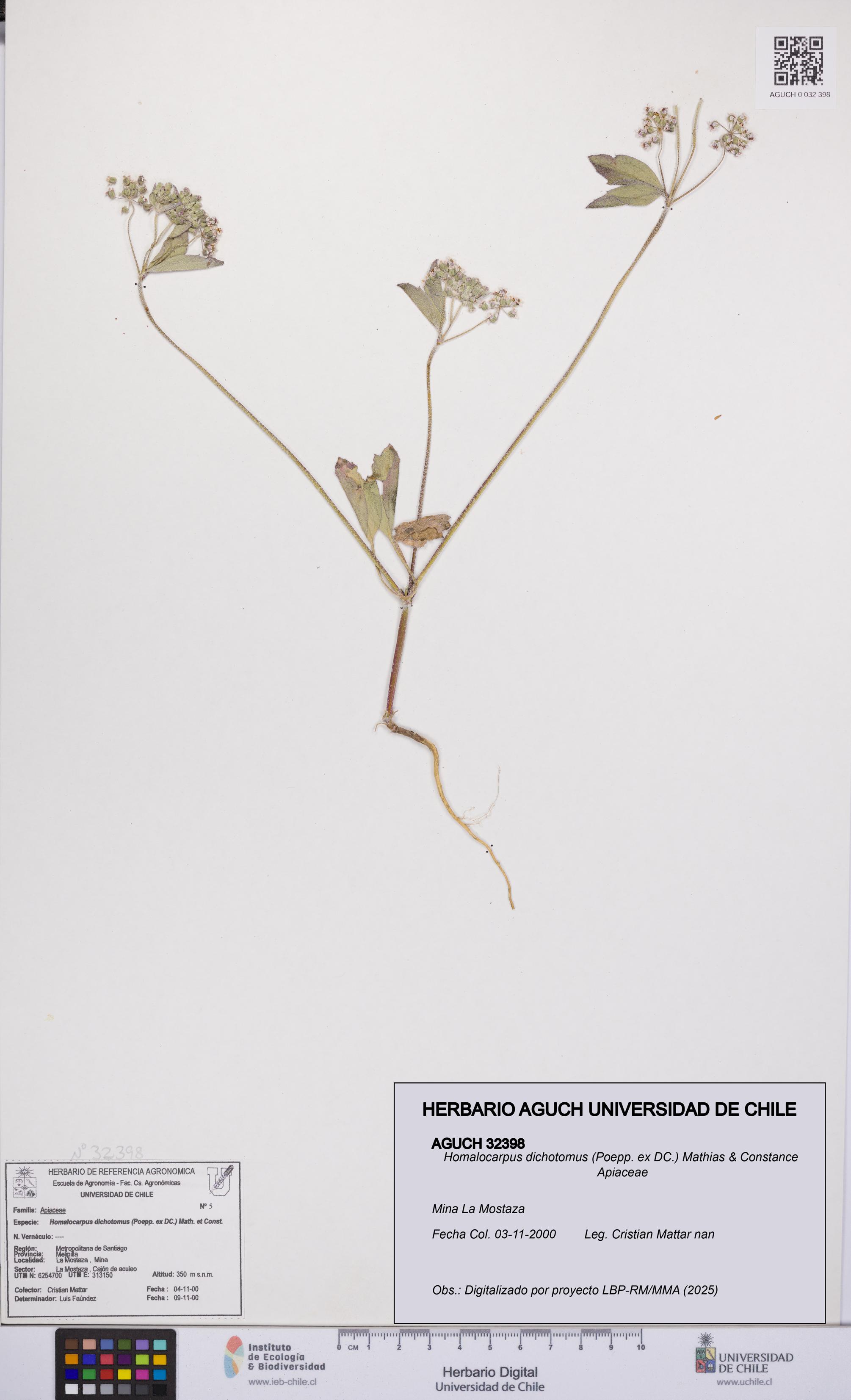 Homalocarpus dichotomus [Espécimen: UCH:AGUCH:0032398]