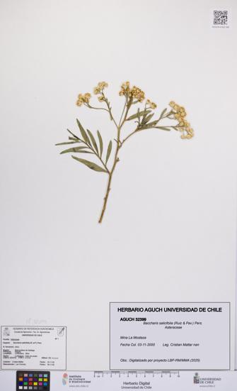 Baccharis salicifolia [Espécimen: UCH:AGUCH:0032399]